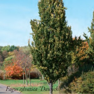 fagus-sylvatica