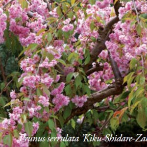 Prunus