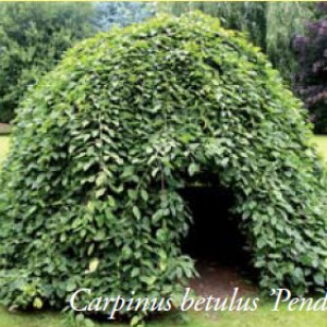carpinus