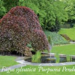fagus