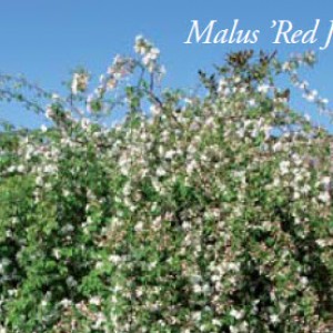 malus
