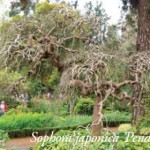 sophora