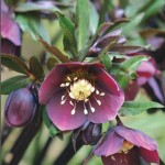 Helleborus