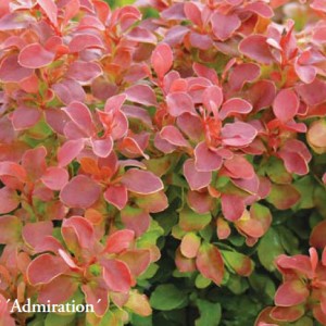 berberis