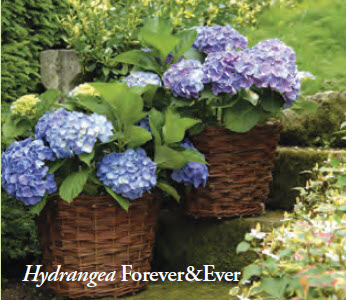 foreverEver1