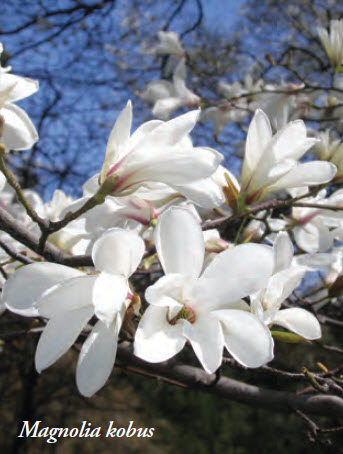 magnolia