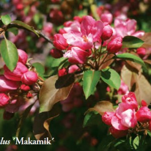 makamik