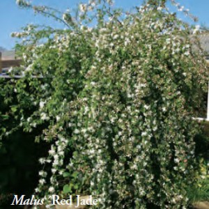 malus