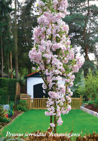 prunus