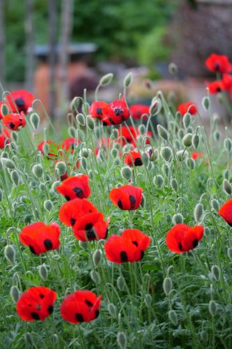 papaver commutatum